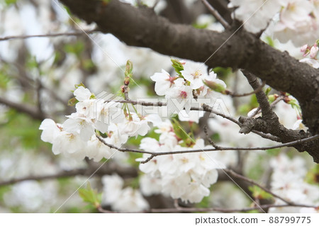 相模原公園的野櫻花和綠葉 88799775