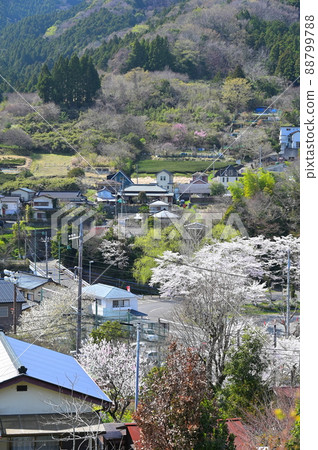 春天的宿城風景“松田町” 88799788