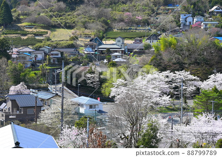 春天的宿城風景“松田町” 88799789