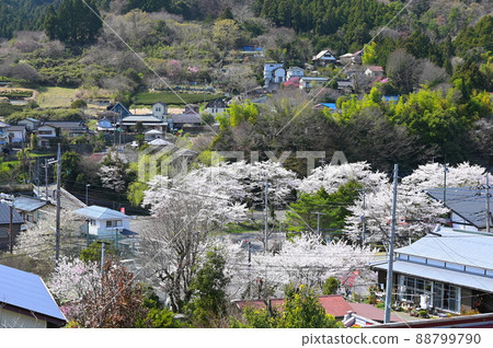 春天的宿城風景“松田町” 春天的宿城風景“松田町” 88799790