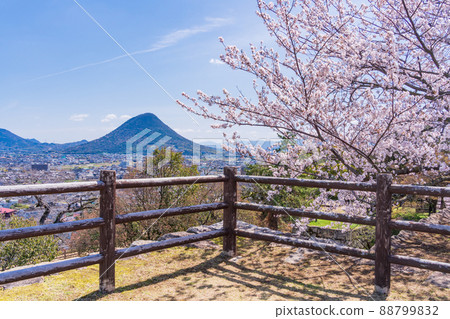 （香川縣）從櫻花盛開的丸龜城看到的飯野山（贊岐富士） 88799832