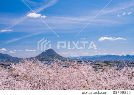 （香川縣）從櫻花盛開的丸龜城看到的飯野山（贊岐富士） 88799833