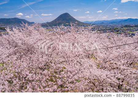 (香川縣)從櫻花盛開的丸龜城看到的飯野山(贊岐富士) (香川縣)從櫻花盛開的丸龜城看到的飯野山(贊岐富士) 88799835