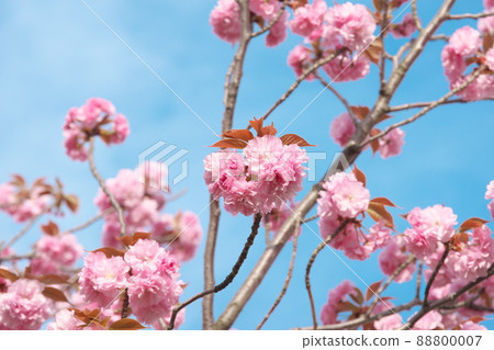 Peach-colored flowers of double cherry blossoms [blue sky background] 88800007