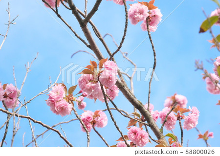 重瓣櫻花桃花【藍天背景】 88800026