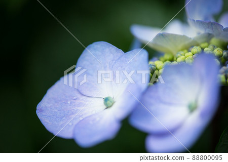 《神戶市》山中植物園布引藥草園/ 88800095