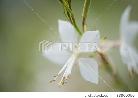 《神戶市》山中植物園布引藥草園/ 88800096