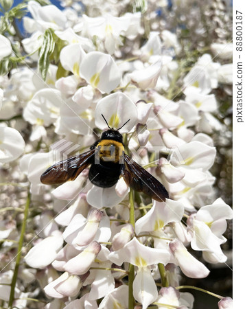 Carpenter bee and Shirafuji 1 Carpenter bee and Shirafuji 1 88800187