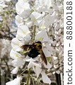 木匠蜜蜂和白富士 2 88800188