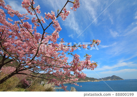 Kawazu cherry tree and Hohodo island 88800199