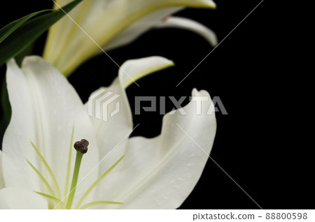 室內拍攝的百合花 88800598