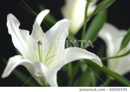 室內拍攝的百合花 88800599