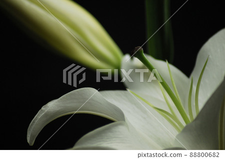 Lily flowers taken indoors 88800682