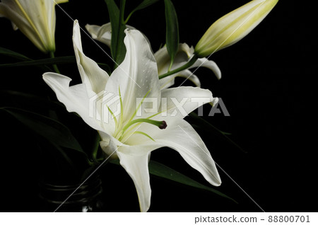 Lily flowers taken indoors Lily flowers taken indoors 88800701