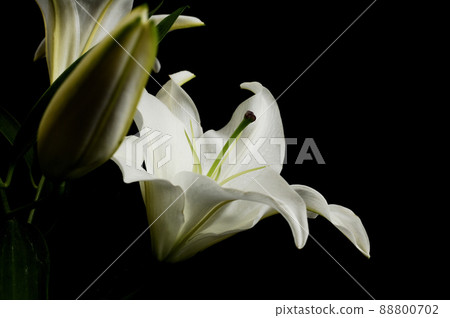 Lily flowers taken indoors Lily flowers taken indoors 88800702
