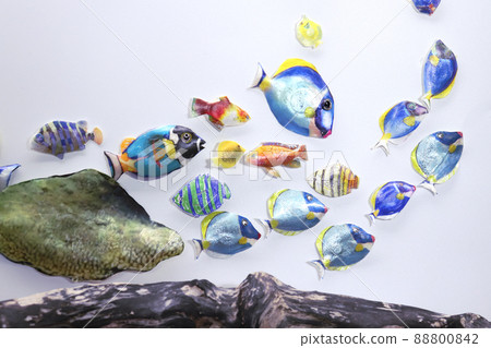 熱帶魚 熱帶魚 88800842