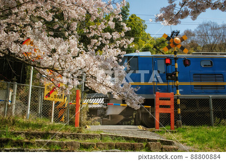 Spring railroad scenery with cherry blossoms blooming in front of the railroad crossing and freight trains running Spring railroad scenery with cherry blossoms blooming in front of the railroad crossing and freight trains running 88800884