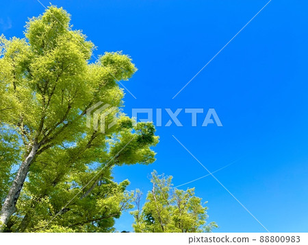 A refreshing green of trees that shines in the clear blue sky 88800983