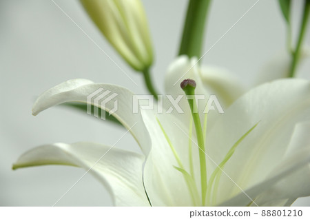 Lily flowers taken indoors Lily flowers taken indoors 88801210