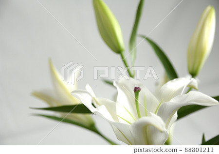 Lily flowers taken indoors 88801211