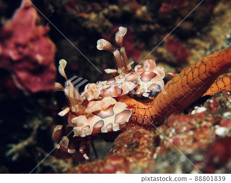 Horse deep-fried and starfish Horse deep-fried and starfish 88801839