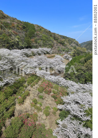 青江水壩的吉野櫻花樹 88802001