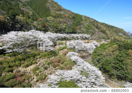 青江水壩的吉野櫻花樹 88802003