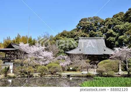 Chogakuji Temple（自由生活池塘和本殿）[奈良縣天理市柳本町] 88802120