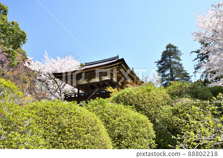 Chogakuji Temple (Belfry Gate and Sakura) [Yanagimotocho, Tenri City, Nara Prefecture] 88802218