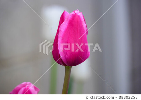 2022 鬱金香 88802255