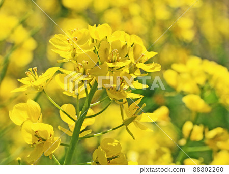 油菜花盛開 88802260