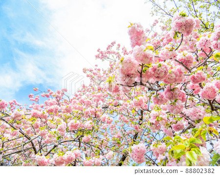 Beautiful double cherry blossoms in full bloom in spring 88802382