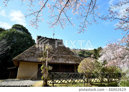 Wakayama Prefectural Kii Fudoki no Oka, where cherry blossoms bloom [Wakayama City, Wakayama Prefecture] 88802629