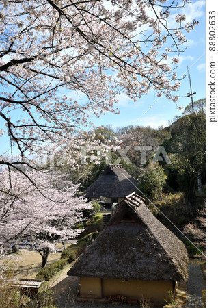 櫻花盛開的和歌山縣立紀伊風土之丘[和歌山縣和歌山市] 88802633