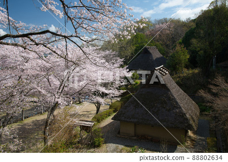 櫻花盛開的和歌山縣立紀伊風土之丘[和歌山縣和歌山市] 88802634