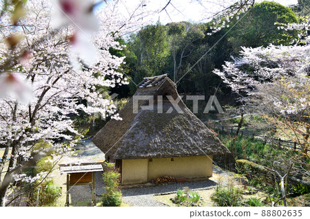 櫻花盛開的和歌山縣立紀伊風土之丘[和歌山縣和歌山市] 88802635