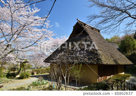 櫻花盛開的和歌山縣立紀伊風土之丘[和歌山縣和歌山市] 88802637