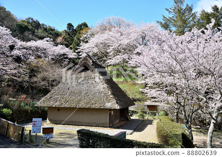 Wakayama Prefectural Kii Fudoki no Oka, where cherry blossoms bloom [Wakayama City, Wakayama Prefecture] 88802639