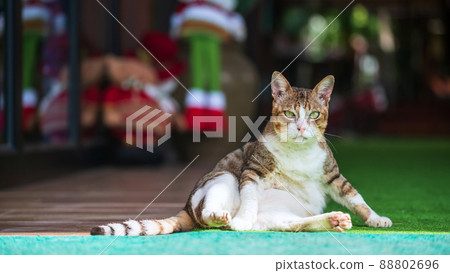 Portrait of tabby cute brown cat 88802696