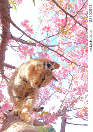 川津櫻和貓 88802991