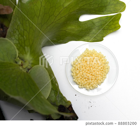 Candelilla Wax in Chemical Watch Glass place near Platycerium stemaria ferns on white table. Top view 88803200