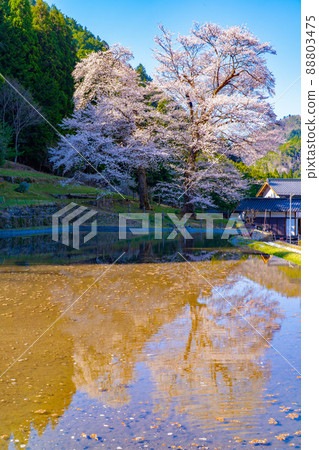 下呂的苗城櫻 88803475