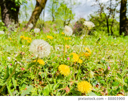 春天的田野,可愛的蒲公英盛開的景色 春天的田野,可愛的蒲公英盛開的景色 88803900