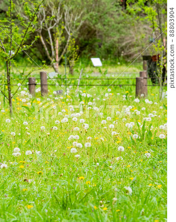 春天的田野，可愛的蒲公英盛開的景色 88803904