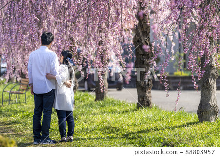 Nicchusen Weeping Cherry Blossoms and Men and Women Kitakata City, Fukushima Prefecture 88803957