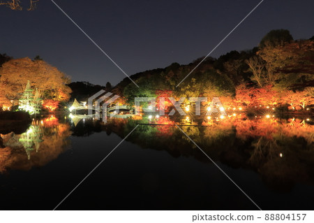 [Machida City] Illuminated Autumn Yakushiike Park 88804157