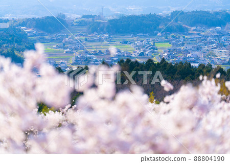 Natsuki Sakura Park 88804190