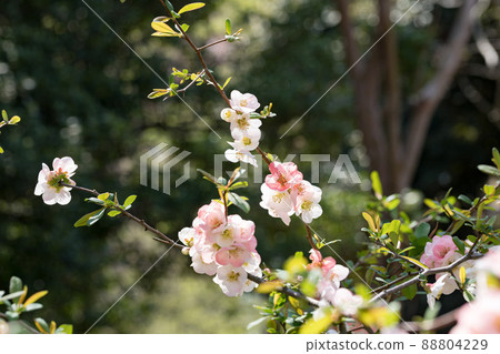 Mizuho Eco Park, Mizuho-cho, Tokyo Blurred flowers 88804229
