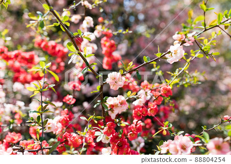 Mizuho Eco Park, Mizuho-cho, Tokyo Blurred flowers 88804254