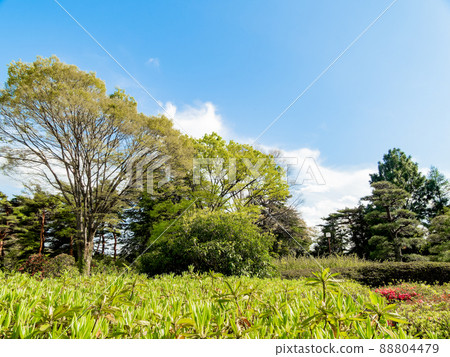 清新春景：藍天碧綠 88804479